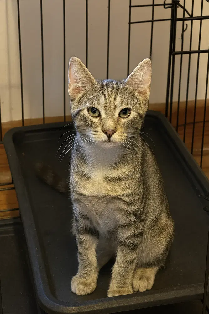 Remi - Domestic Short Hair