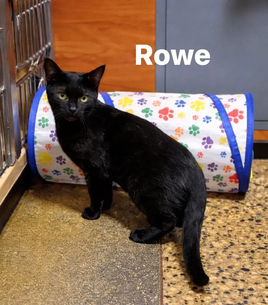 Rowe - Domestic Short Hair