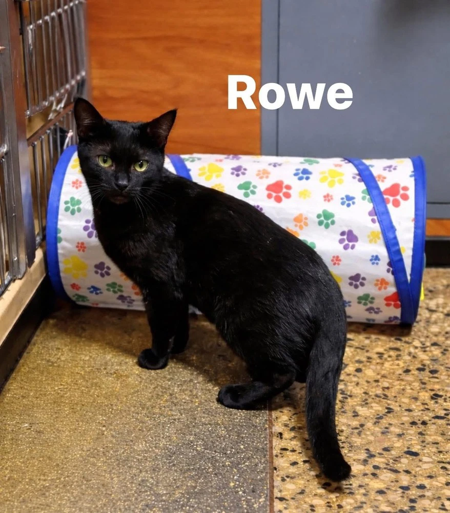 Rowe