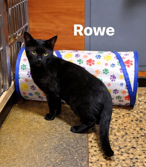 Rowe, Baby Domestic Short Hair / Mixed (short coat), cat for adoption in Suffolk, Virginia