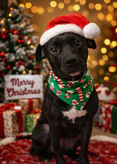 picture of the dog needing adoption