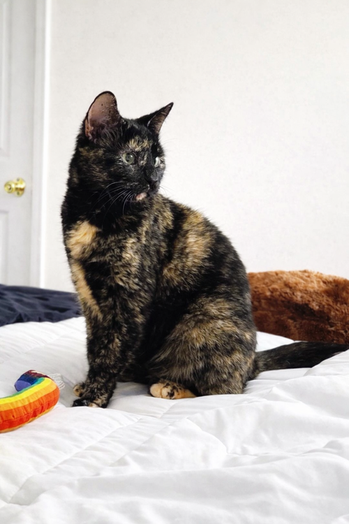 Lilith, an adoptable Domestic Short Hair in Carrollton , VA