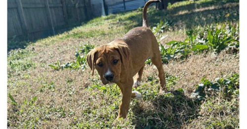 Hawley, an adoptable Boxer in Carrollton , VA