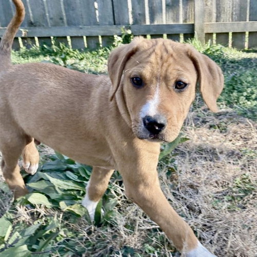 HUBCAP - Boxer / Labrador Retriever for adoption in Hampton