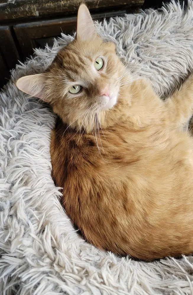 Jax - Domestic Medium Hair