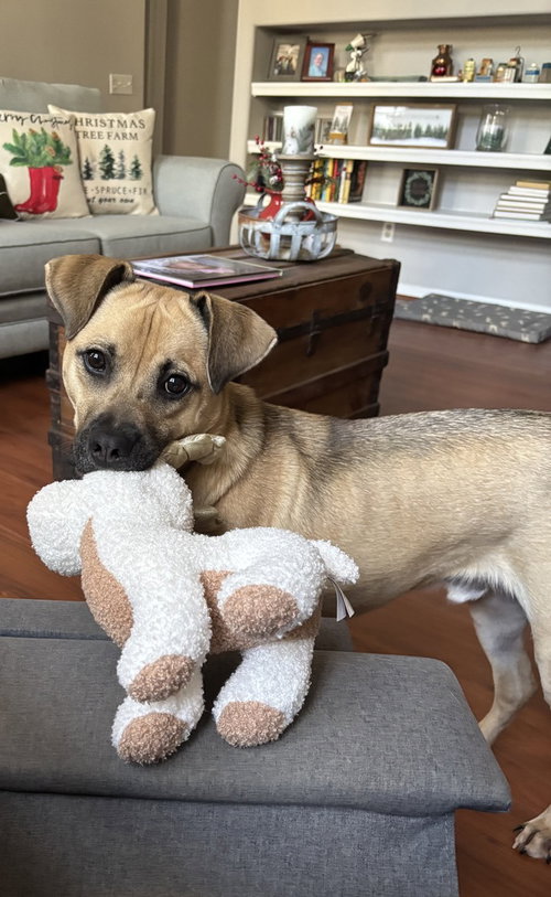 DEXTER - Labrador Retriever / German Shepherd Dog available for adoption