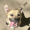 Dexter - Photo 4