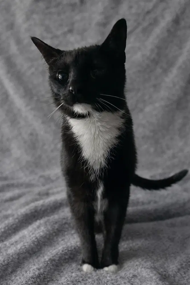Vega - Domestic Short Hair