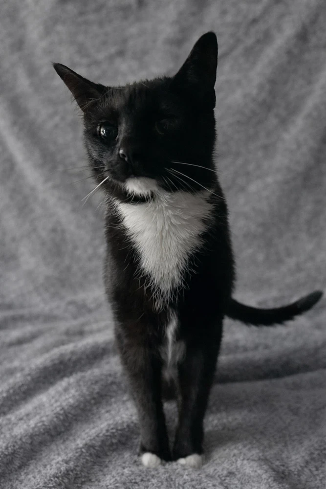 Vega