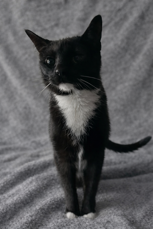 Vega, Adult Domestic Short Hair (short coat), cat for adoption in Carrollton, Virginia