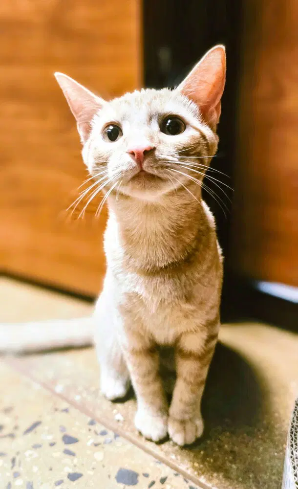 Muppet - Domestic Short Hair