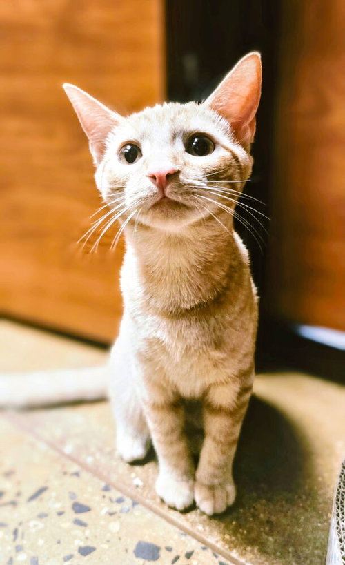 picture of the cat needing adoption