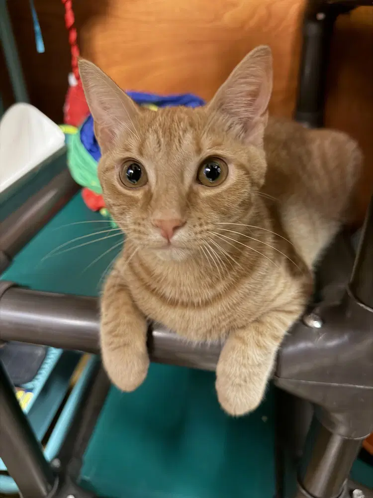 Messi - Domestic Short Hair