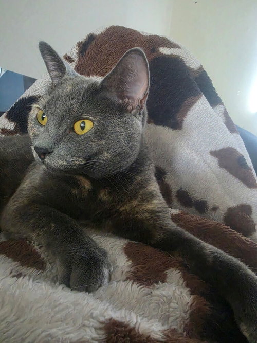 Blue, Domestic Short Hair / Mixed (short coat)