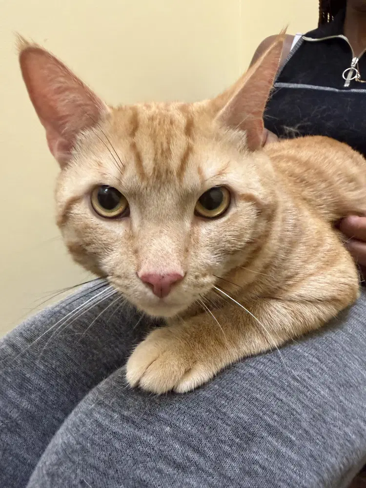 Fredo - Domestic Short Hair