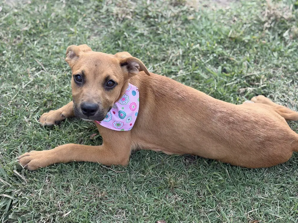 Mocha - Shepherd