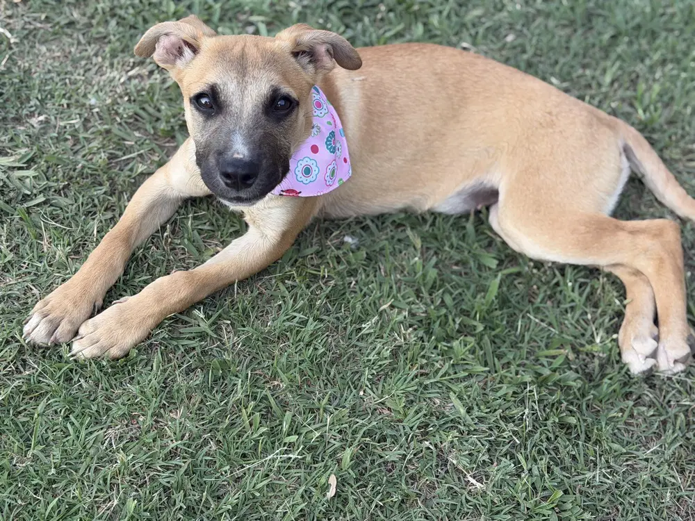 Swiss Miss - Shepherd