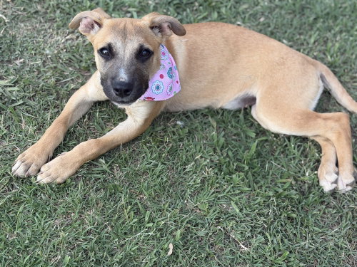 Swiss Miss, an adoptable Shepherd in Carrollton , VA