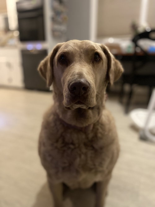 Liberty, an adoptable Chesapeake Bay Retriever in Carrollton , VA