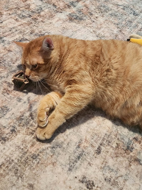 BOWIE - Domestic Short Hair / British Shorthair available for adoption