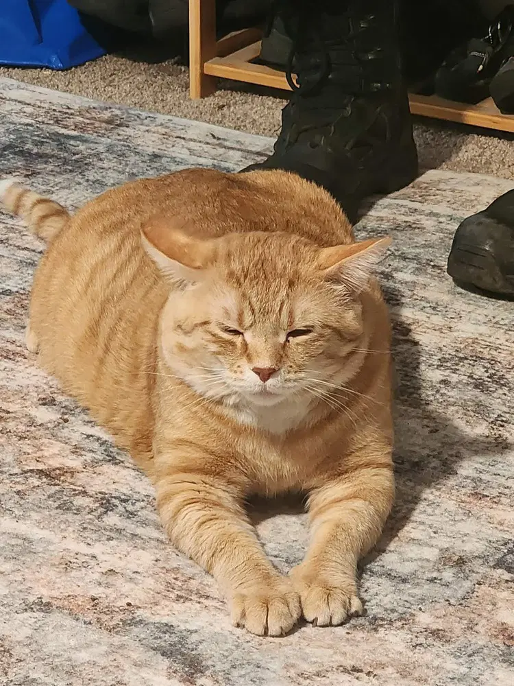 Bowie - Domestic Short Hair