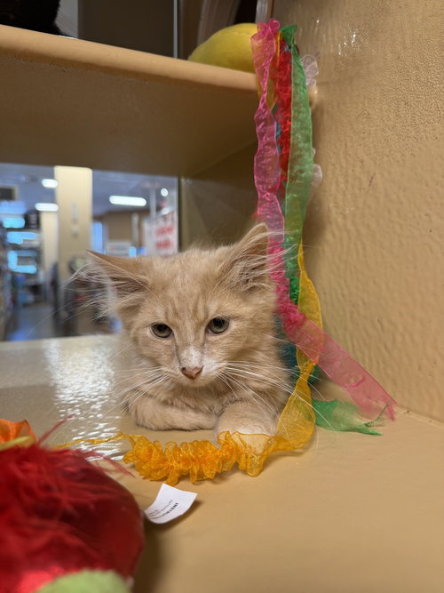 Puma, an adoptable Domestic Medium Hair in Carrollton , VA