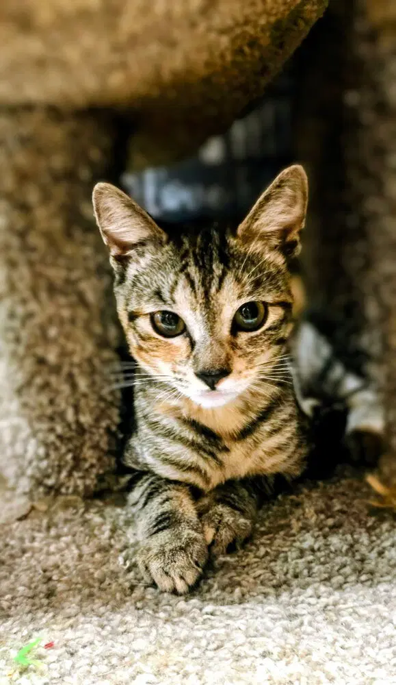 Pixel - Domestic Short Hair
