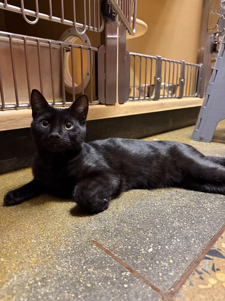 Peppie - Domestic Short Hair