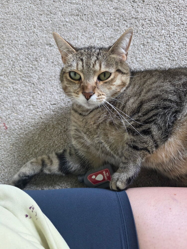 Gracie