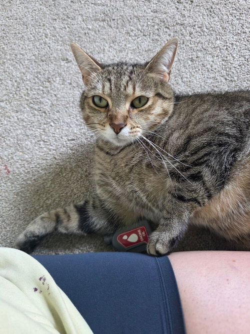 Gracie, Domestic Short Hair / Mixed