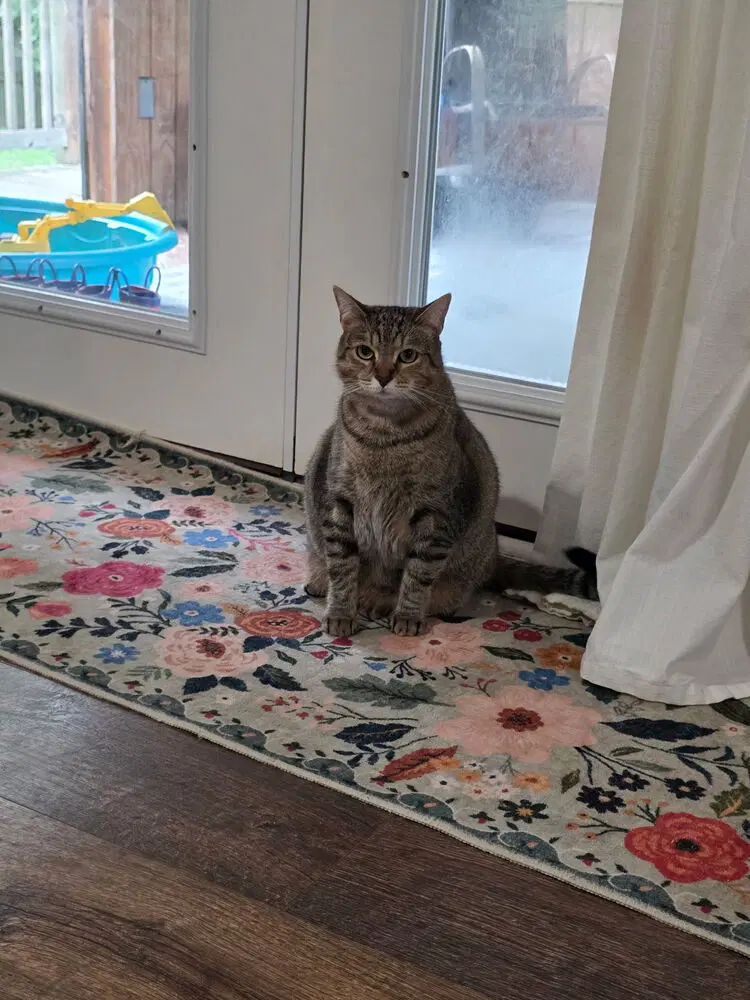 Gracie image 3