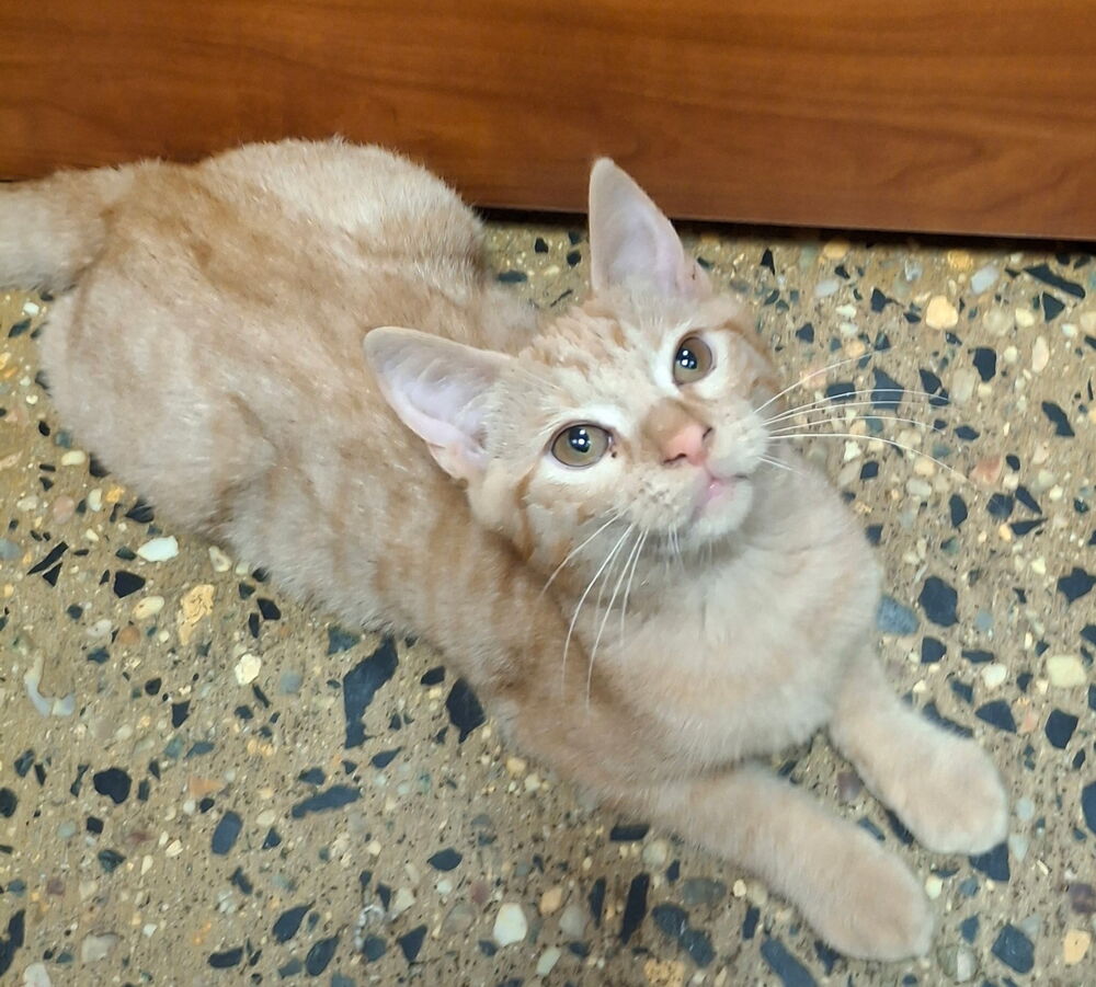 Mac, cat — photo 1 of 1