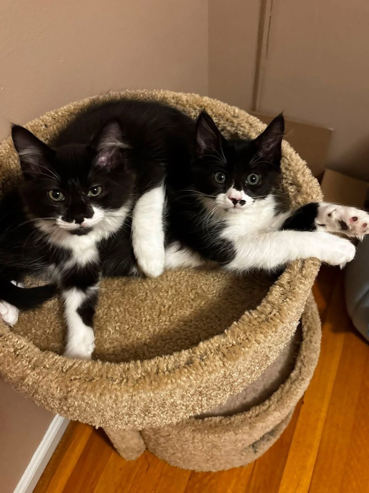 Goose Berry, cat — photo 1 of 4
