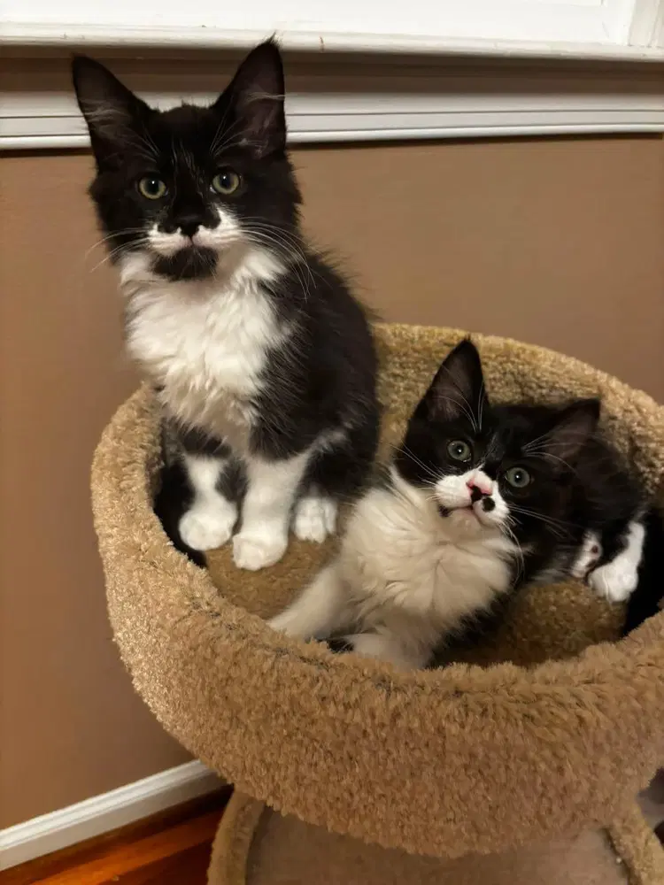 Goji Berry - Domestic Medium Hair