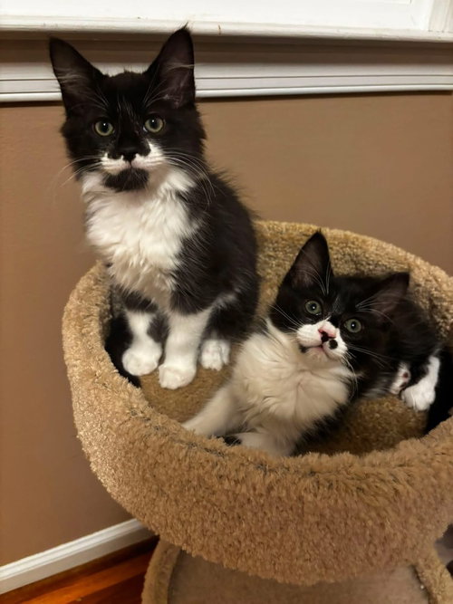 picture of the cat needing adoption