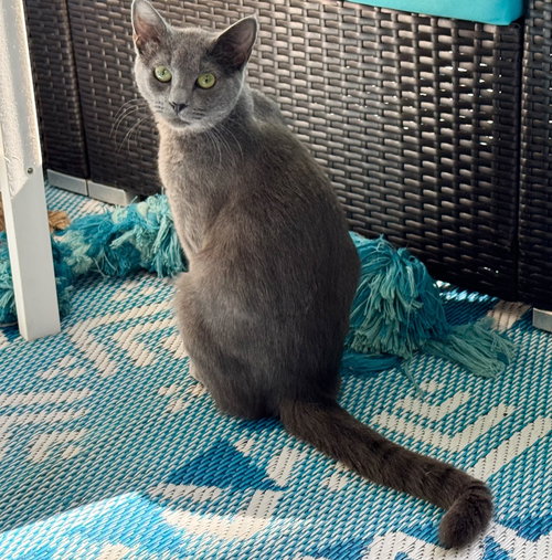 Galena, Domestic Short Hair / Russian Blue / Mixed