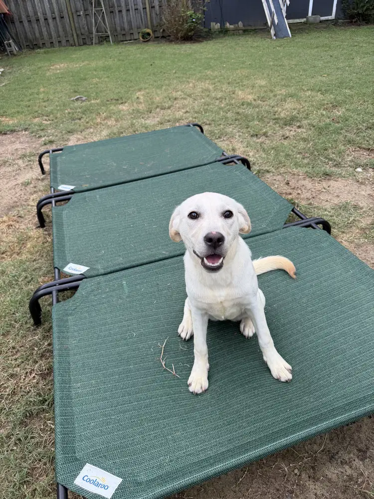 Carolina - Labrador Retriever