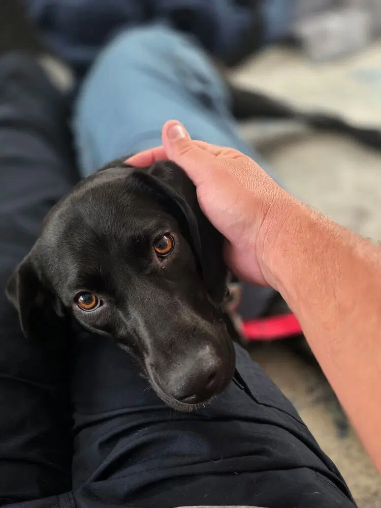 Piper image 4