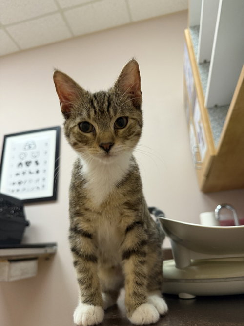 Ash, Domestic Short Hair / Mixed (short coat)