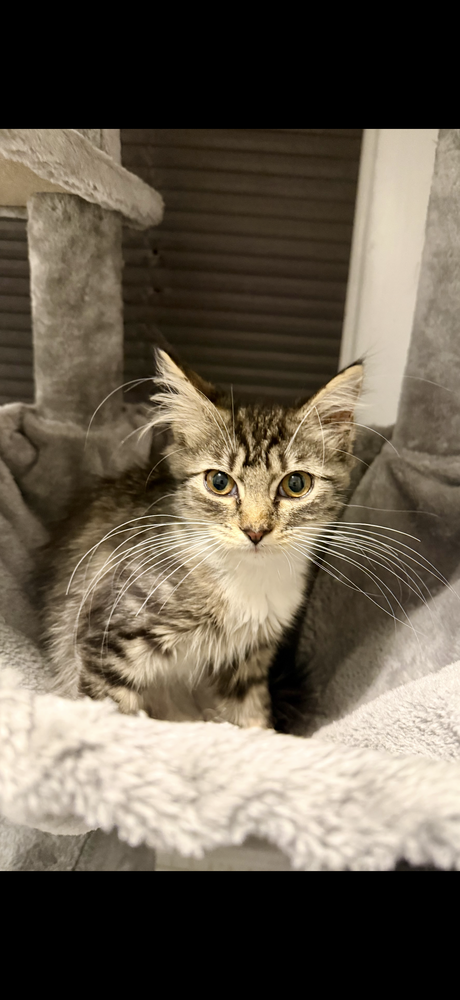 Jazzy, Domestic Short Hair / Mixed
