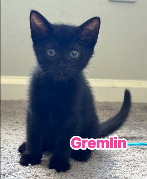 Gremlin, Domestic Short Hair (short coat)