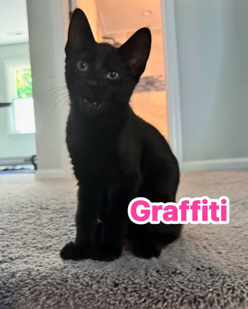 Graffiti, Domestic Short Hair (short coat)
