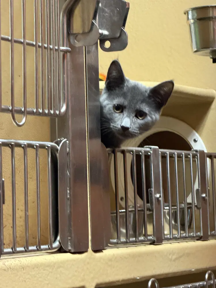 Galaxy - Domestic Short Hair