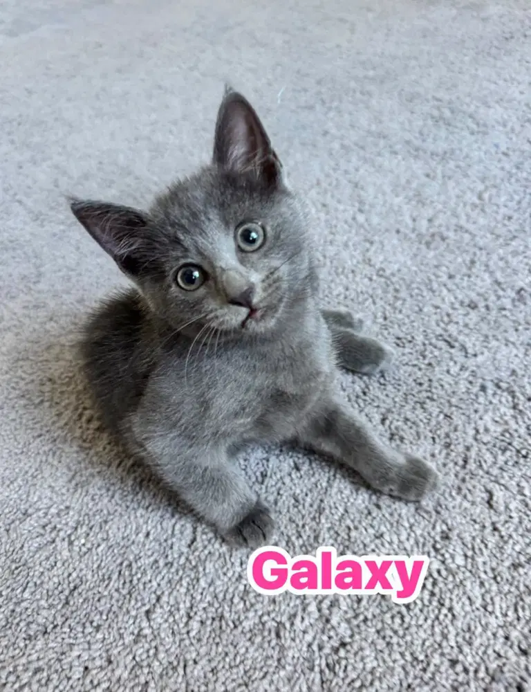 Galaxy image 2