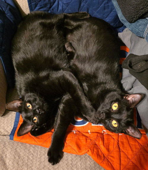 Royale, Domestic Short Hair / Mixed (short coat)