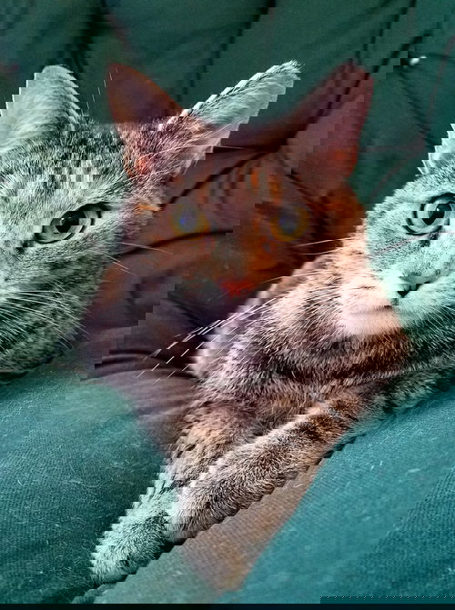 Sara