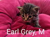 Earl Grey