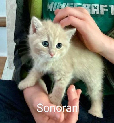 Sonoran