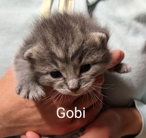 Gobi