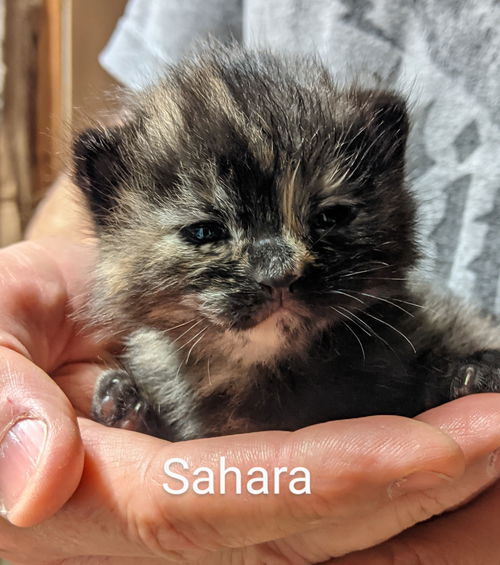 Sahara